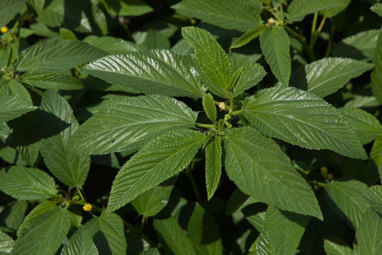 Poudre de Corète ou Mloukhia 200g