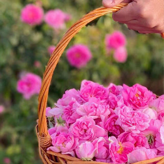 Eau de rose distillation traditionnelle – ماء الورد