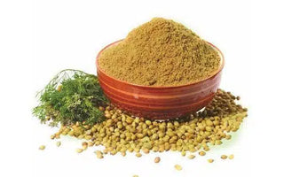 Coriandre épice en pot – تابل مرحي